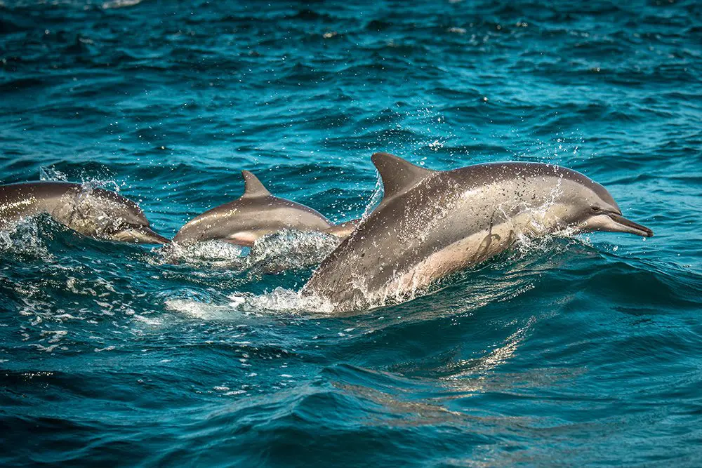 jumping-dolphins-THB88FJ